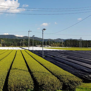 Supreme Bio Matcha aus Kagoshima, 30g ¦ Bestseller - Natureone Tea World