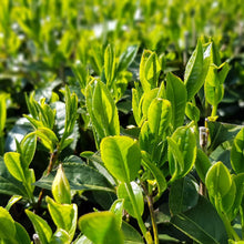 Laden Sie das Bild in den Galerie-Viewer, Premium Bio Sencha aus Kagoshima - Natureone Tea World