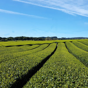 Premium Bio Sencha aus Kagoshima - Natureone Tea World