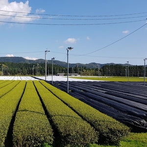 Premium Bio Fukamushi - Natureone Tea World